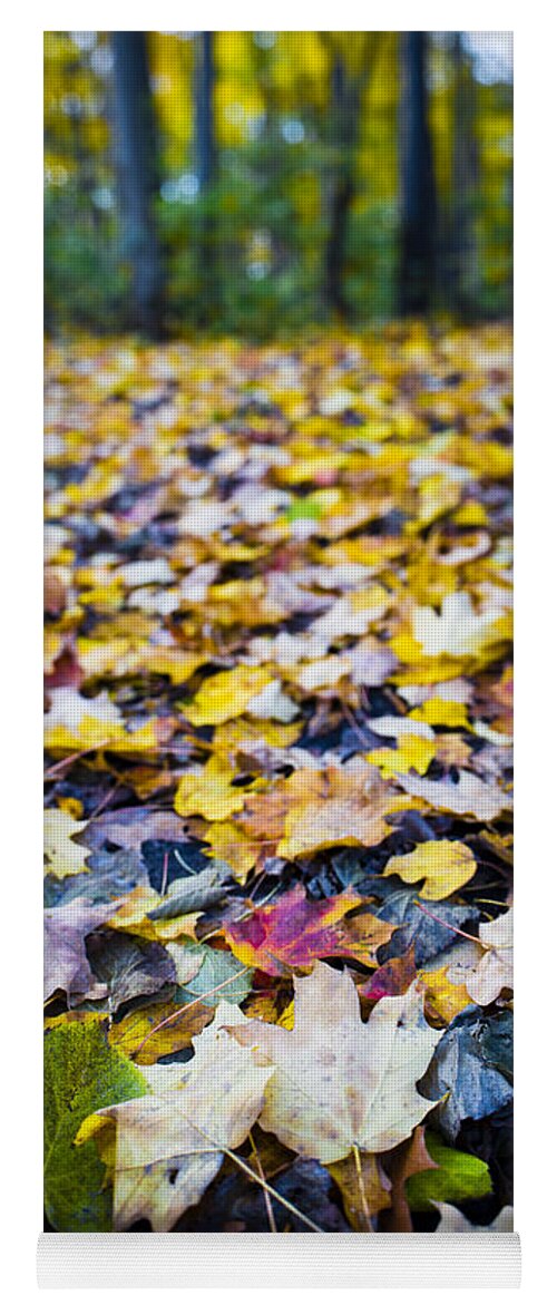 Fall Yoga Mat featuring the photograph Foliage by Sebastian Musial