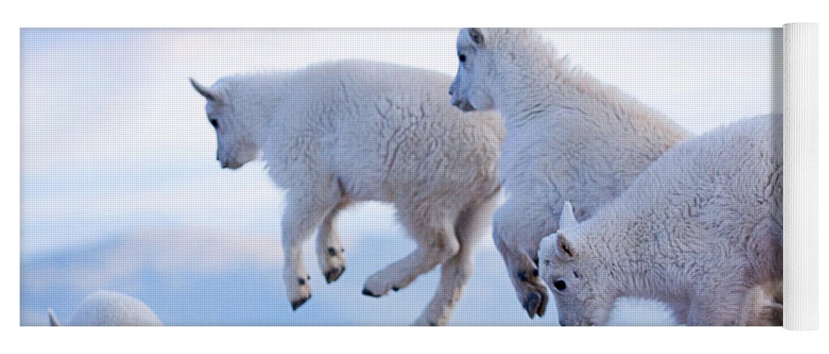 Mountain Goats; Posing; Group Photo; Baby Goat; Nature; Colorado; Crowd; Baby Goat; Mountain Goat Baby; Happy; Joy; Nature; Brothers Yoga Mat featuring the photograph Follow the Leader by Jim Garrison