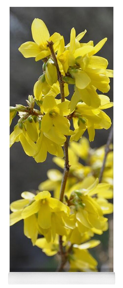 Forsythia Yoga Mat featuring the photograph Forsythia by Valerie Kirkwood