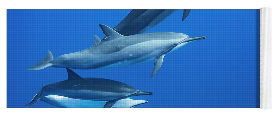 Cetacea Yoga Mat featuring the photograph Four Spinner Dolphin Stenella by Dave Fleetham