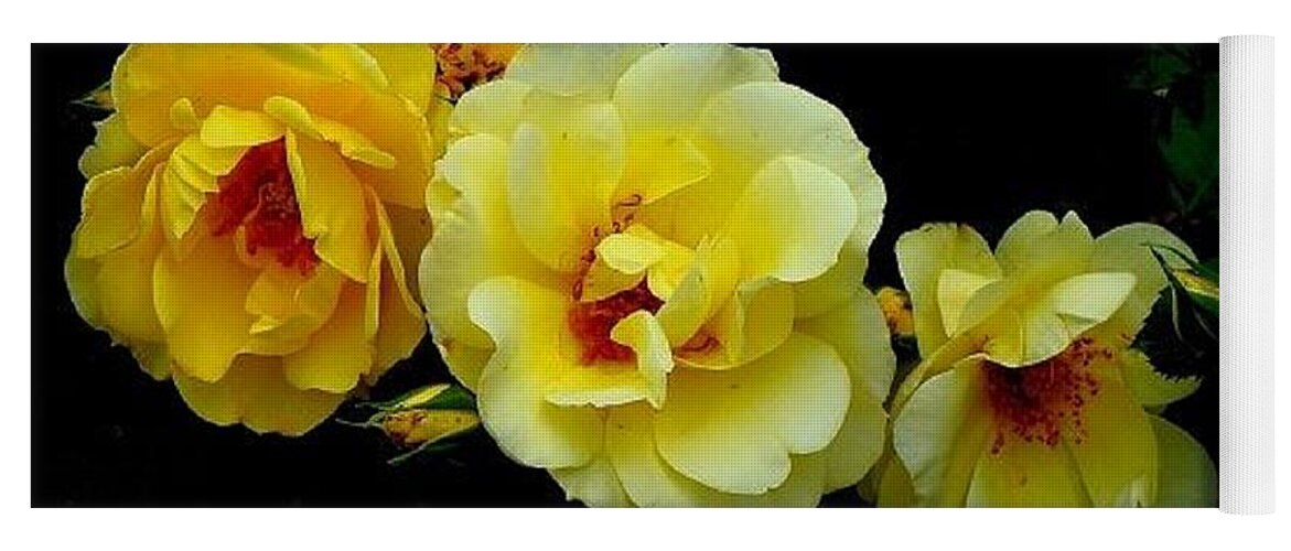 Four Stages Bloom Photograph Yoga Mat featuring the photograph Four Stages of Bloom of a Yellow Rose by Janette Boyd