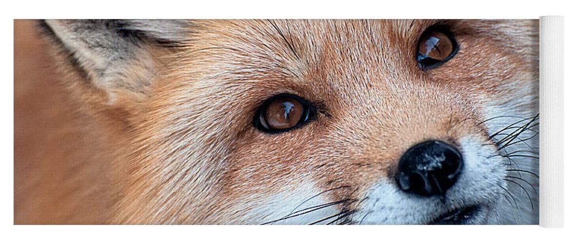 Red Fox Yoga Mat featuring the photograph Foxy Lady by Bianca Nadeau