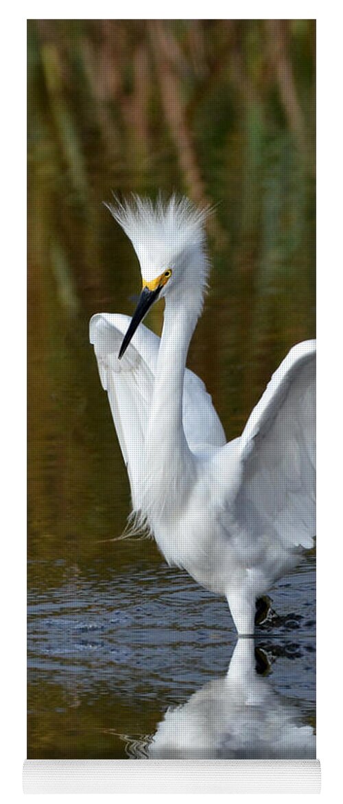Egrets Yoga Mat featuring the photograph Frazzled by Kathy Baccari