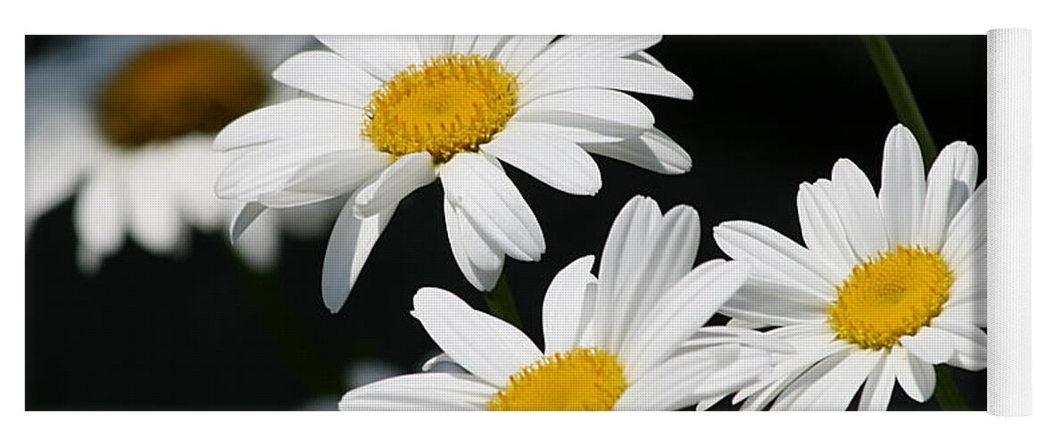 White Flower Yoga Mat featuring the photograph Fresh As by Kim Hojnacki
