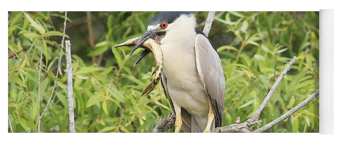 Black Crowned Night Heron Yoga Mat featuring the photograph Fresh Fish Snack by Adam Jewell
