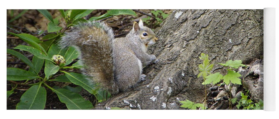 Squirrel Yoga Mat featuring the photograph Friendly Squirrel by Marilyn Wilson