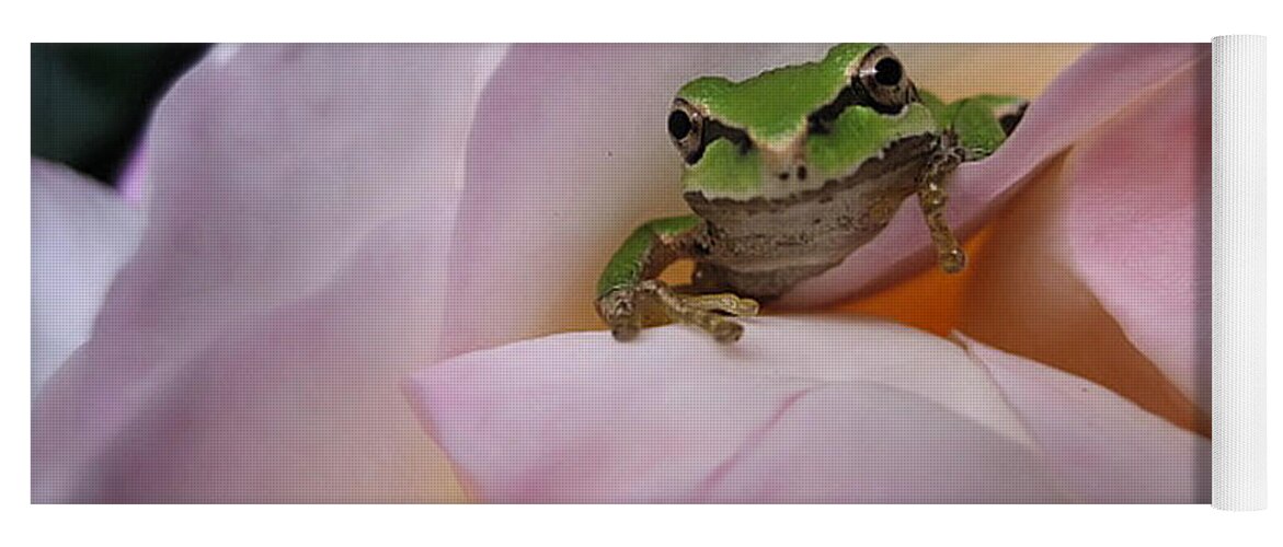 Chorus Frog Yoga Mat featuring the photograph Frog and Rose photo 1 by Cheryl Hoyle