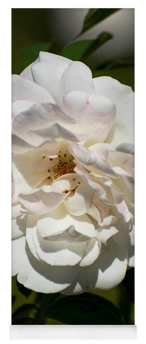 White Yoga Mat featuring the photograph Full Bloom by Michael Moriarty