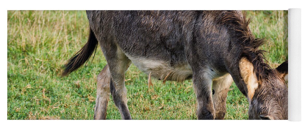 Donkey Yoga Mat featuring the photograph Full grown donkey grazing by Flees Photos