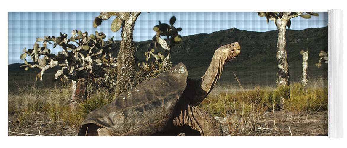 Feb0514 Yoga Mat featuring the photograph Galapagos Giant Tortoise And Opuntia by Tui De Roy