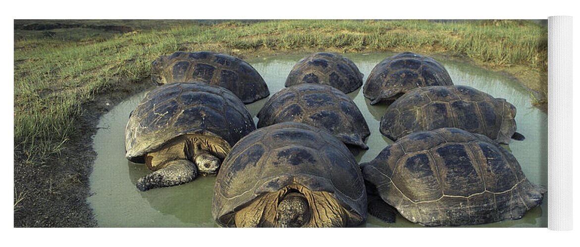 Feb0514 Yoga Mat featuring the photograph Galapagos Giant Tortoises Wallowing by Tui De Roy