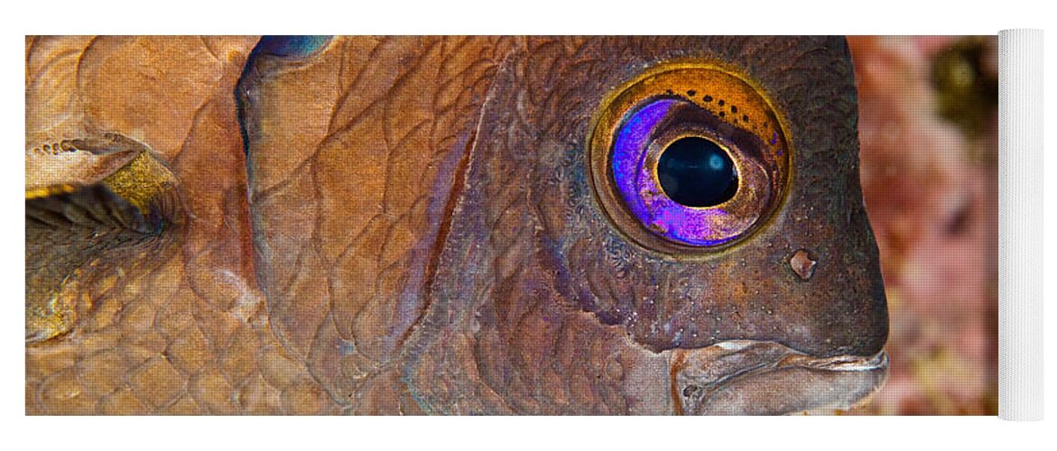 Galapagos Ringtail Yoga Mat featuring the photograph Galapagos Ringtail Fish by David Fleetham