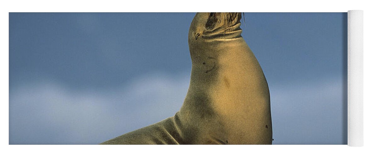 Feb0514 Yoga Mat featuring the photograph Galapagos Sea Lion Sunning Galapagos by Tui De Roy
