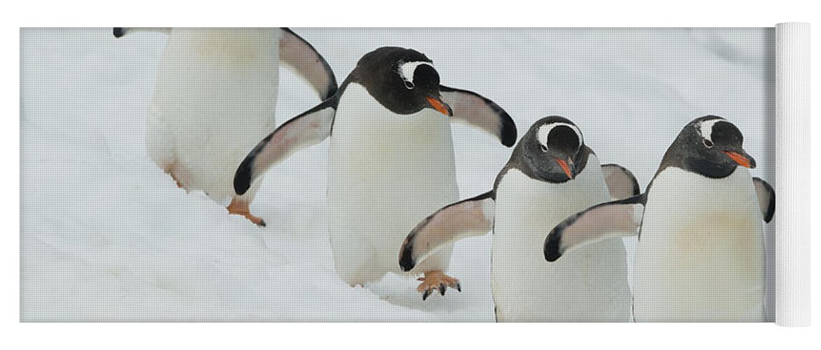 534754 Yoga Mat featuring the photograph Gentoo Penguin Quartet Booth Isl by Kevin Schafer