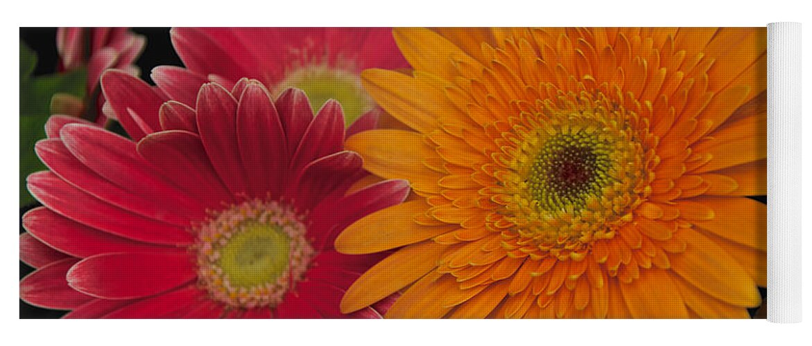 Pink Yoga Mat featuring the photograph Gerbera by William Norton