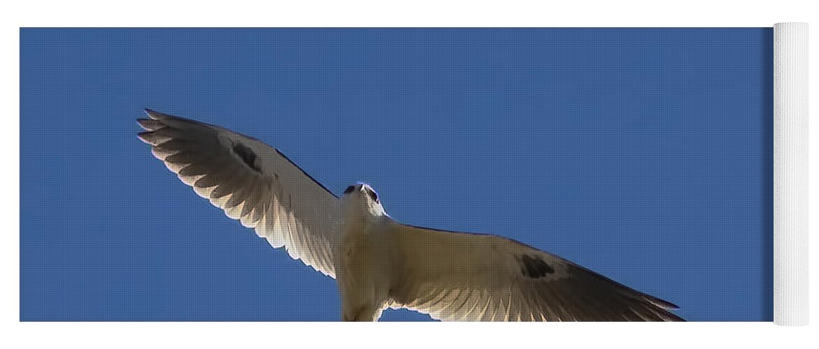 White-tailed Kite Yoga Mat featuring the photograph Ghostly Flight by Gary Holmes