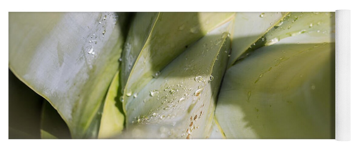 Agave Yoga Mat featuring the photograph Giant Agave Abstract 3 by Scott Campbell