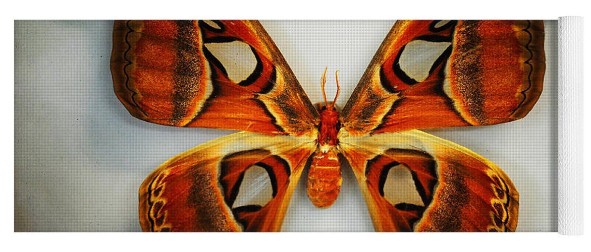 Buuterfly Yoga Mat featuring the photograph Giant Atlas Moth by Jenny Rainbow