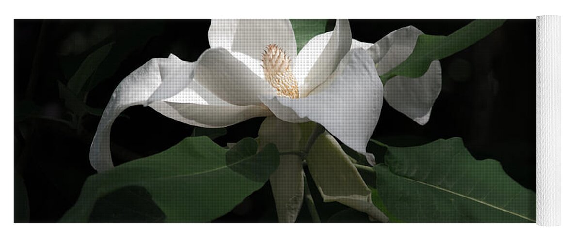 White Yoga Mat featuring the photograph Giant Magnolia by Angela DeFrias