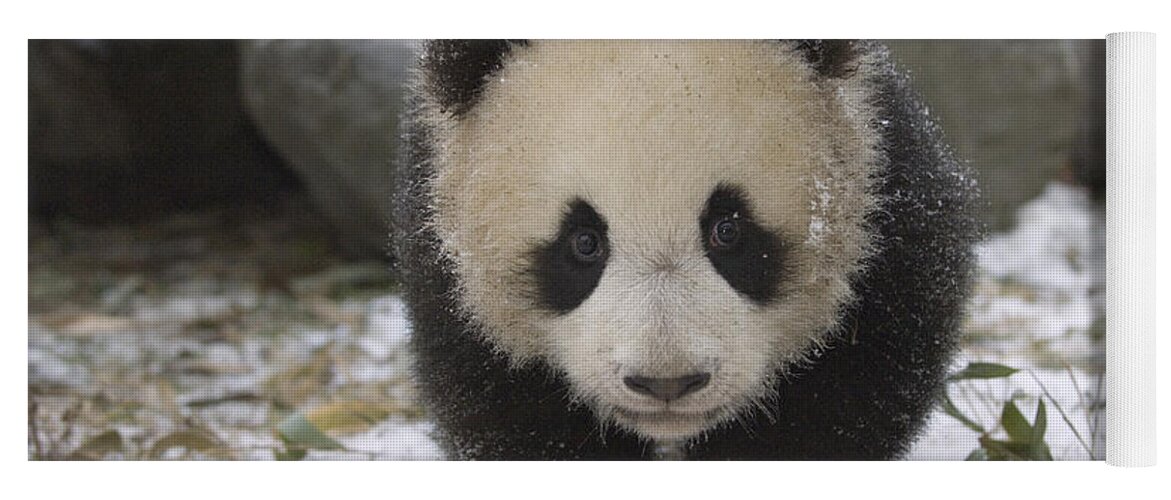 Feb0514 Yoga Mat featuring the photograph Giant Panda Cub Approaching Wolong China by Katherine Feng