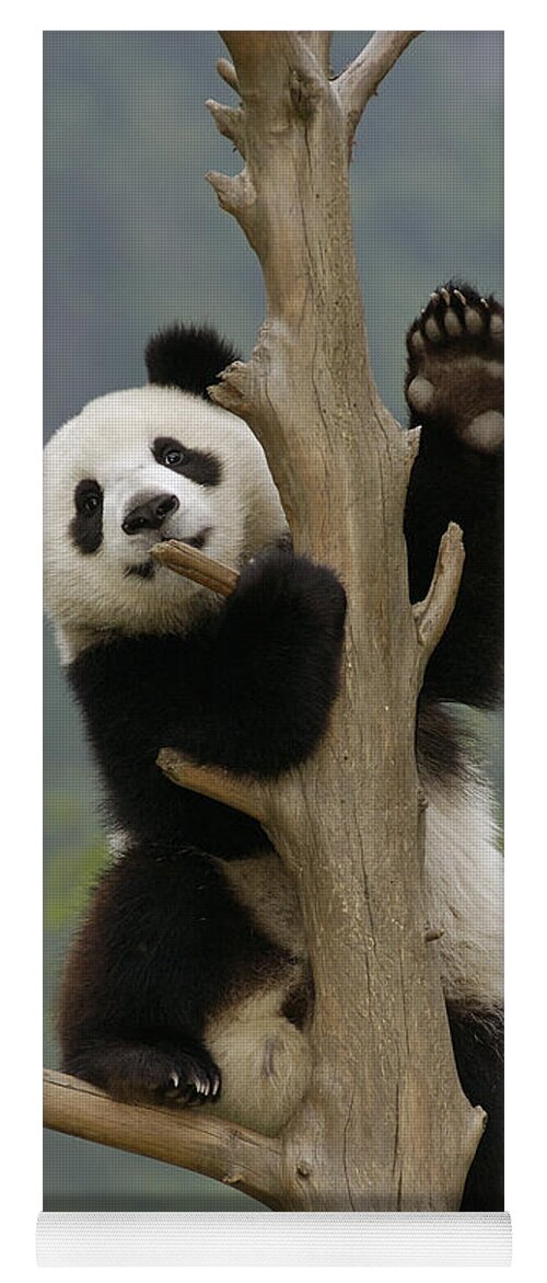 Feb0514 Yoga Mat featuring the photograph Giant Panda Cub Climbing Tree Wolong by Katherine Feng