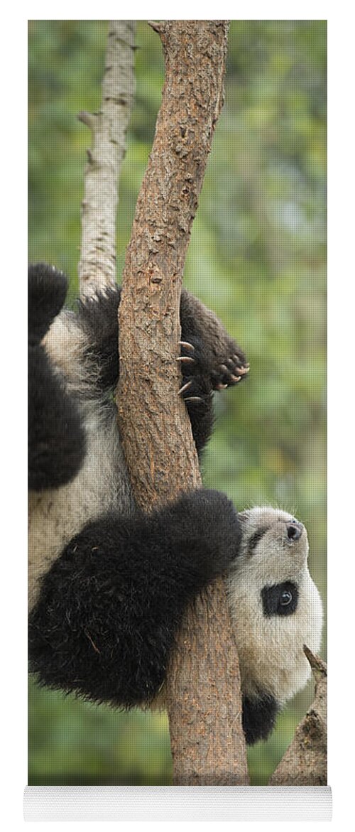 Katherine Feng Yoga Mat featuring the photograph Giant Panda Cub In Tree Chengdu Sichuan by Katherine Feng