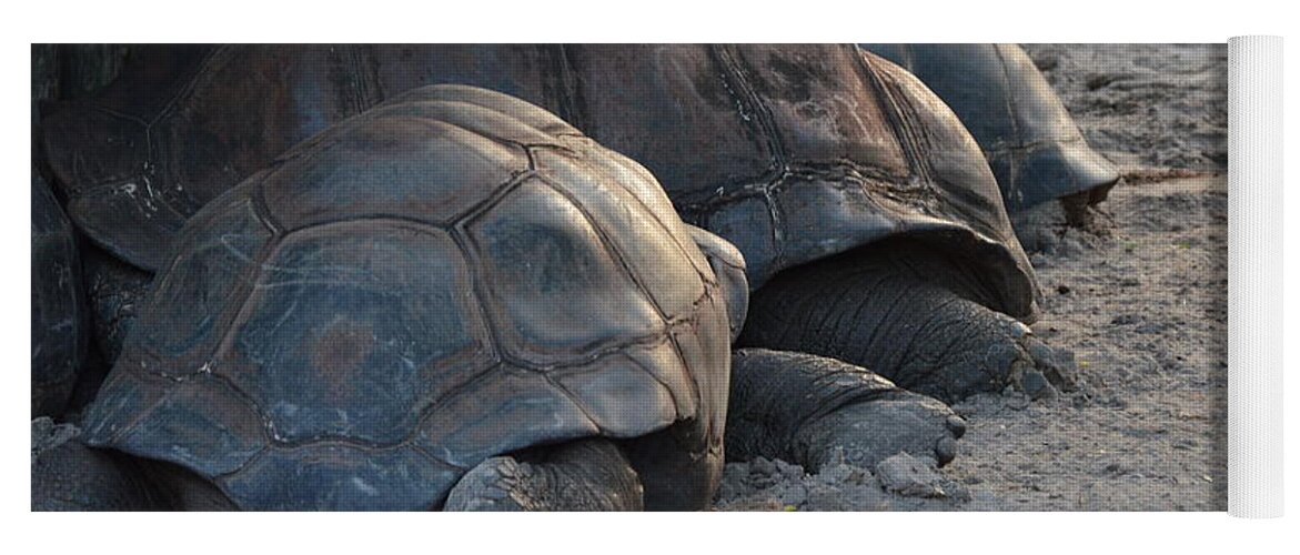 Aldabra Tortise Yoga Mat featuring the photograph Giant Tortise by Robert Meanor