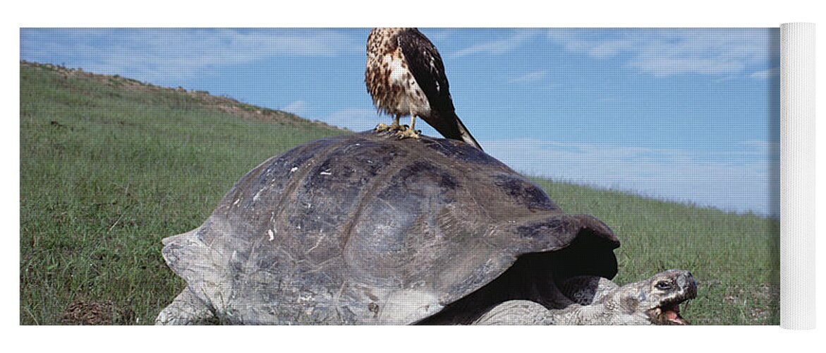 00140050 Yoga Mat featuring the photograph Giant Tortoise and Galapagos Hawk by Tui De Roy
