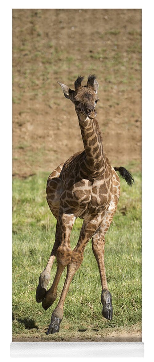 San Diego Zoo Yoga Mat featuring the photograph Giraffe Calf Running by San Diego Zoo