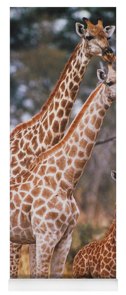 Vertical Yoga Mat featuring the photograph Giraffes by Gregory G. Dimijian