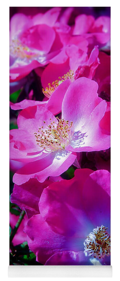Roses Yoga Mat featuring the photograph Glorious Blooms by Lucinda Walter