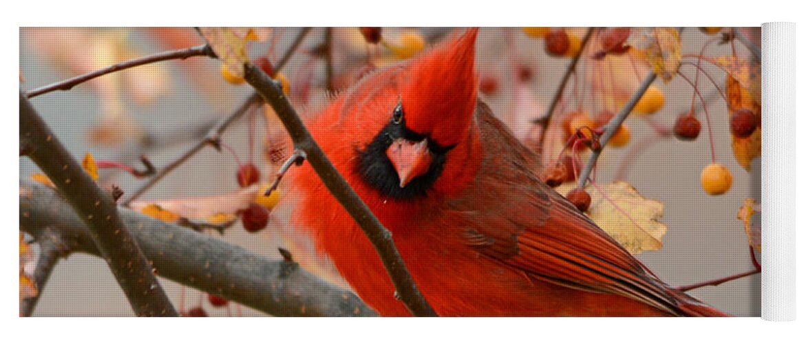 Red Northern Male Cardinals Yoga Mat featuring the photograph Glorious by Nava Thompson