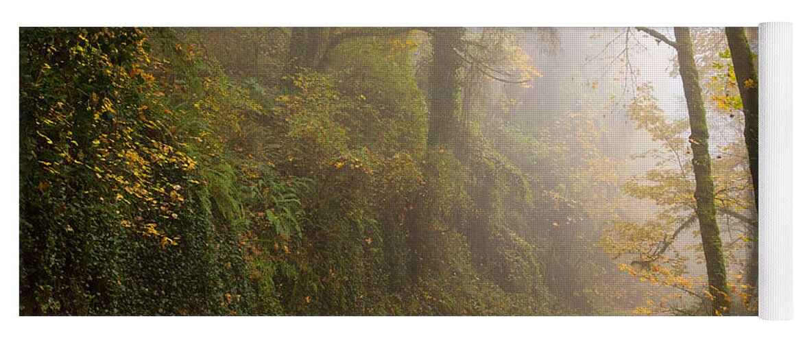 Forest Park Fog Yoga Mat featuring the photograph Go ahead a mystery awaits by Kunal Mehra