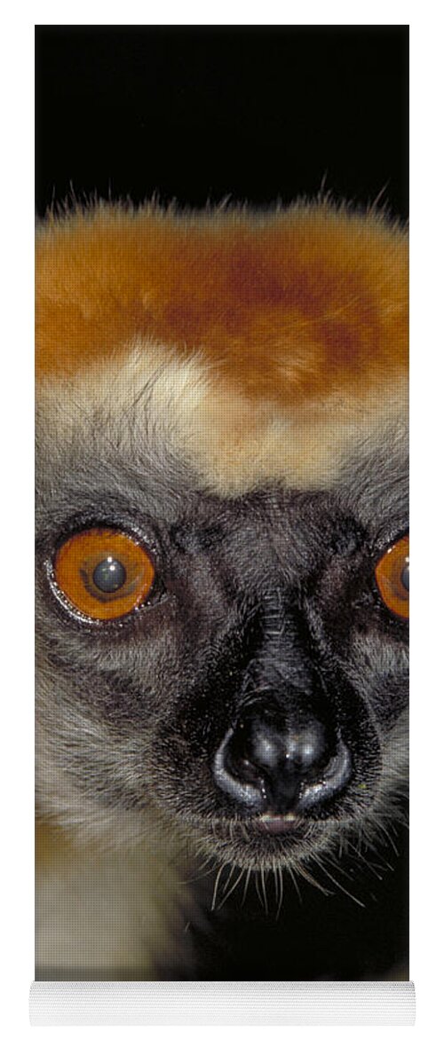 Vertical Yoga Mat featuring the photograph Golden Crowned Sifaka, Madagascar by Art Wolfe