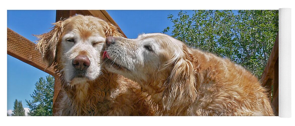 Golden Retriever Yoga Mat featuring the photograph Golden Retriever Dogs The Kiss by Jennie Marie Schell