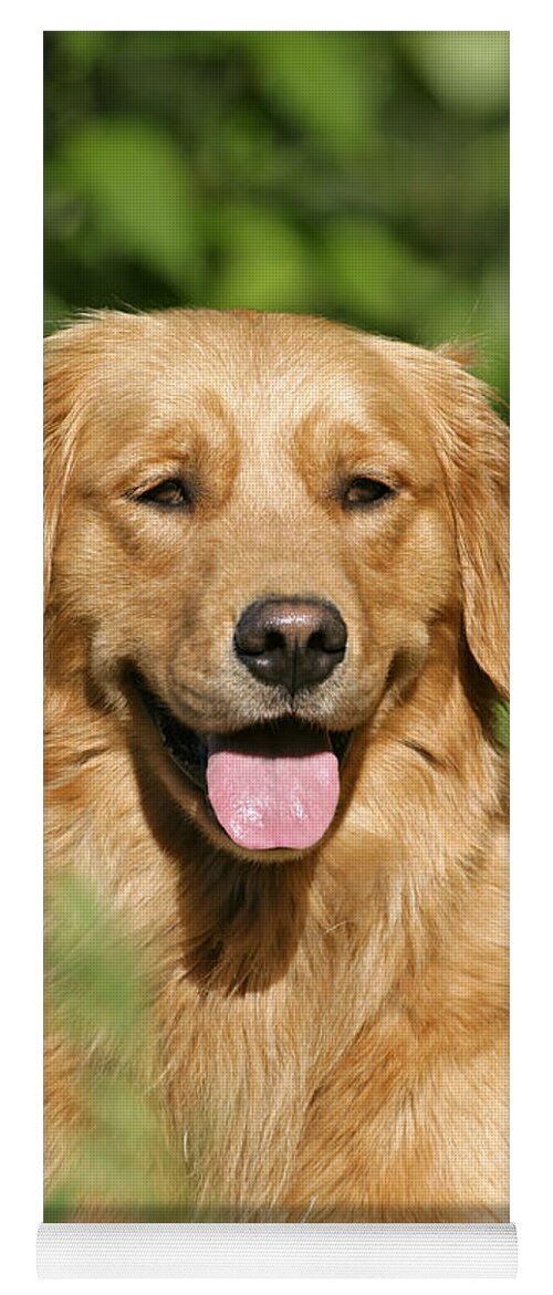 Dog Yoga Mat featuring the photograph Golden Retriever by Rolf Kopfle