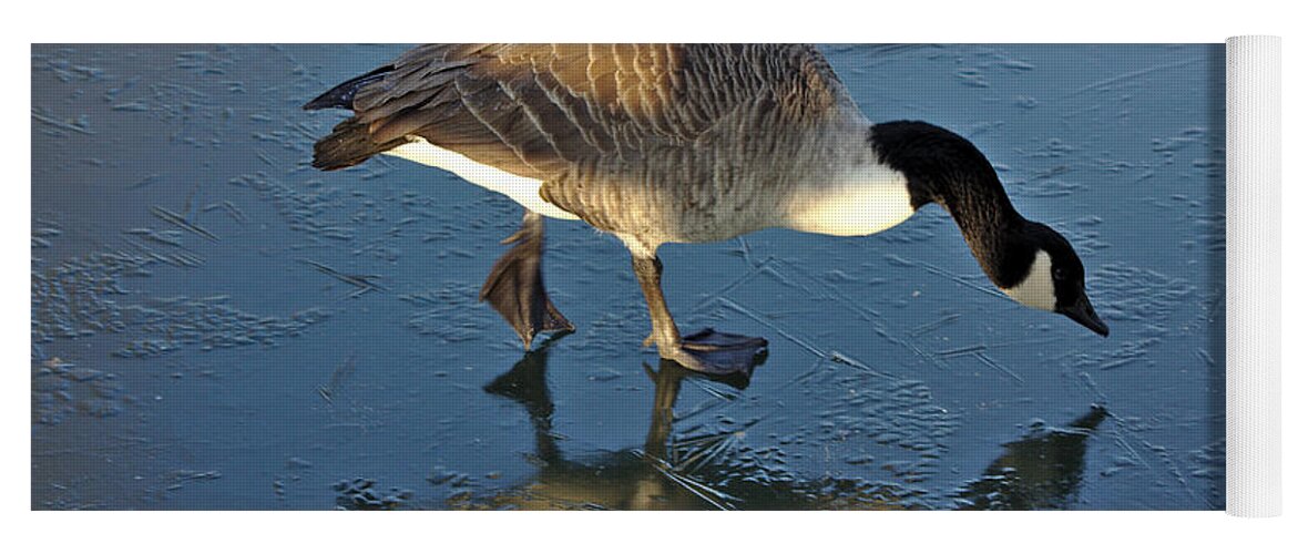St James Lake Yoga Mat featuring the photograph Goose on Ice by Jeremy Hayden