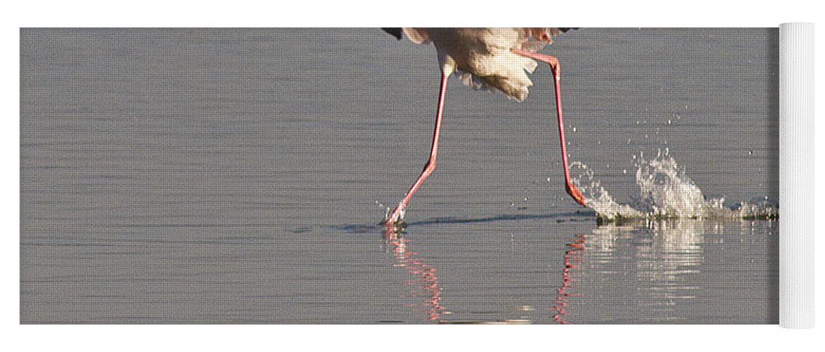 Flamingo Yoga Mat featuring the photograph Graceful Landing by Heiko Koehrer-Wagner