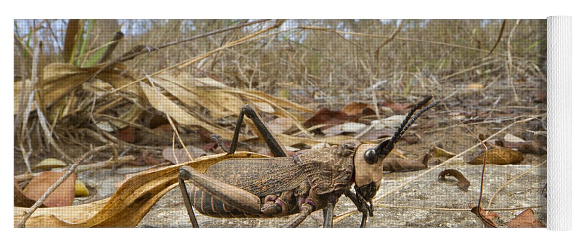 496564 Yoga Mat featuring the photograph Grasshopper In Woodland Gorongosa by Piotr Naskrecki