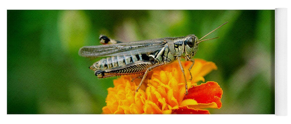 Grasshopper Yoga Mat featuring the photograph Grasshopper on Marigold by Crystal Wightman