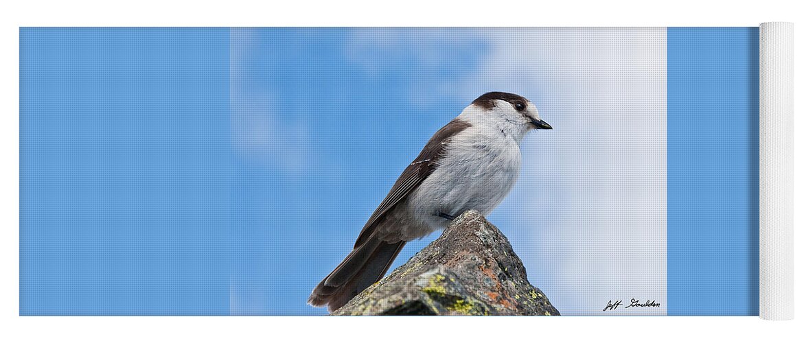 Animal Yoga Mat featuring the photograph Gray Jay With Blue Sky Background by Jeff Goulden