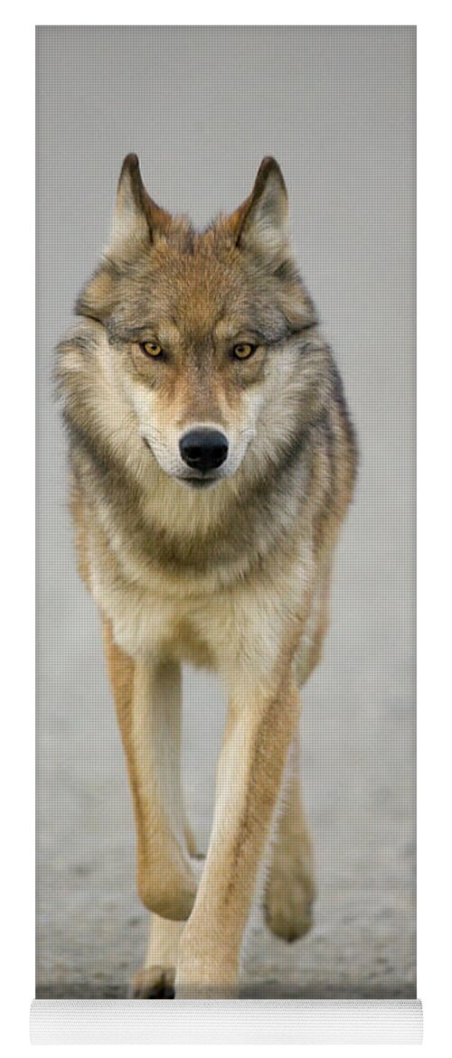 00440973 Yoga Mat featuring the photograph Gray Wolf in Denali by Yva Momatiuk John Eastcott