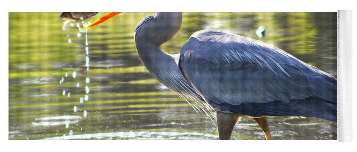Great Yoga Mat featuring the photograph Great Blue Heron Catching Fish by Diana Haronis