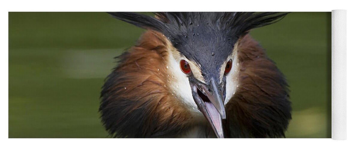 Flpa Yoga Mat featuring the photograph Great Crested Grebe Threat Display by Dickie Duckett