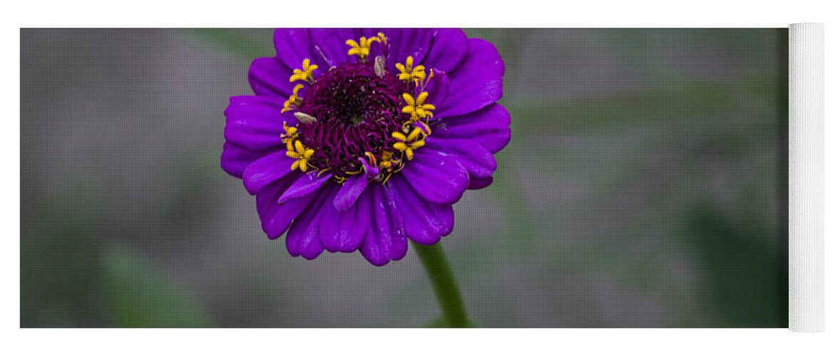 Daisy Yoga Mat featuring the photograph Great flower by Paulo Goncalves