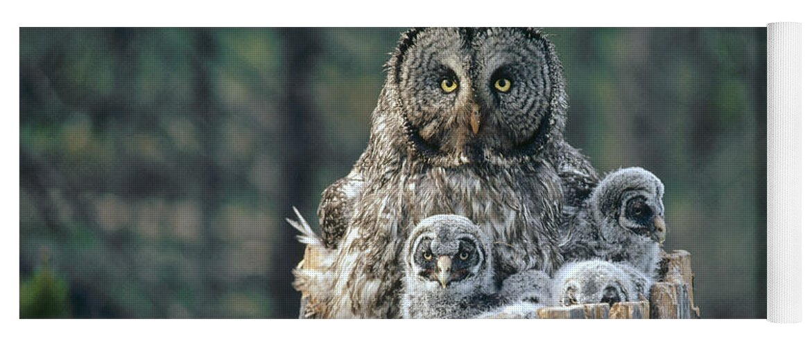 Feb0514 Yoga Mat featuring the photograph Great Gray Owl With Owlets In Nest by Michael Quinton