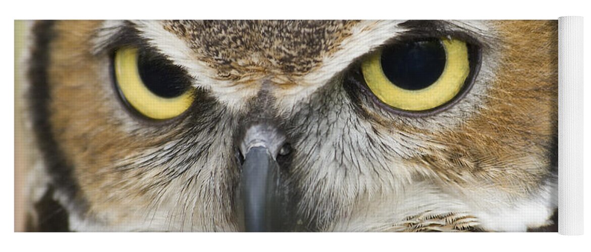 Great Horned Owls Yoga Mat featuring the photograph Great Horned Owl by Jill Lang