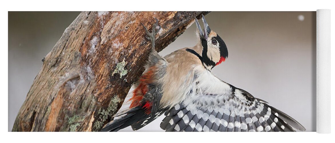 Nis Yoga Mat featuring the photograph Great Spotted Woodpecker Male Sweden by Franka Slothouber
