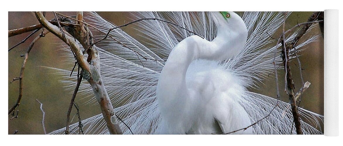 Birds Yoga Mat featuring the photograph Great White Egret With Breeding Plumage by Kathy Baccari