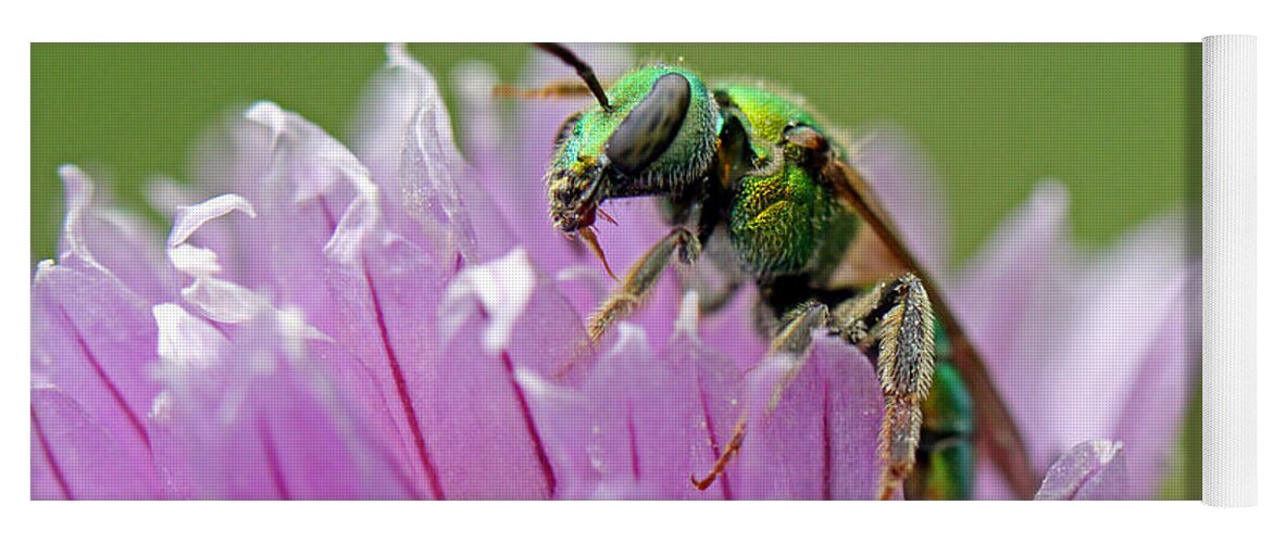 Insects Yoga Mat featuring the photograph Green Envy by Jennifer Robin